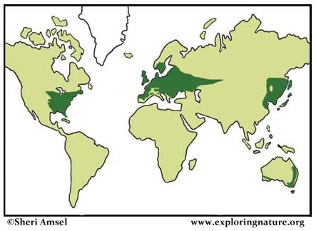 Temperate Deciduous Forest Location   Map Deciduous Forests 